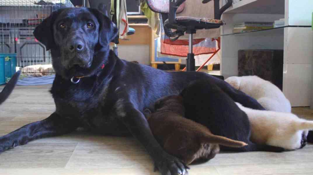 Štěňátka labradora  - foto 2