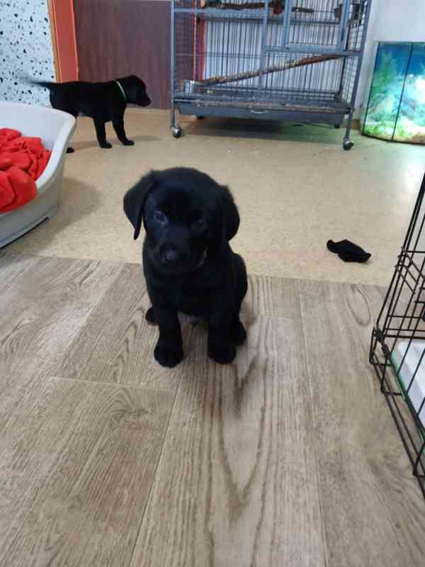 Štěňátka labradora  - foto 6