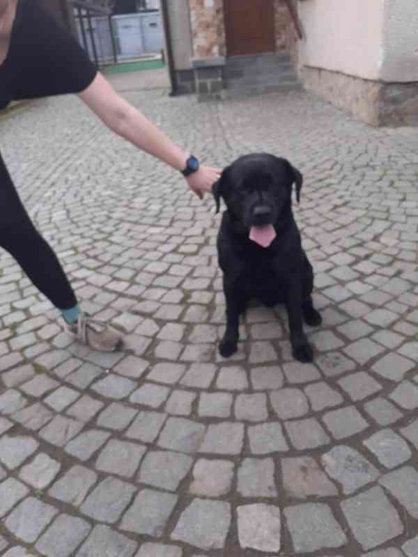 Štěňátka labradora  - foto 3