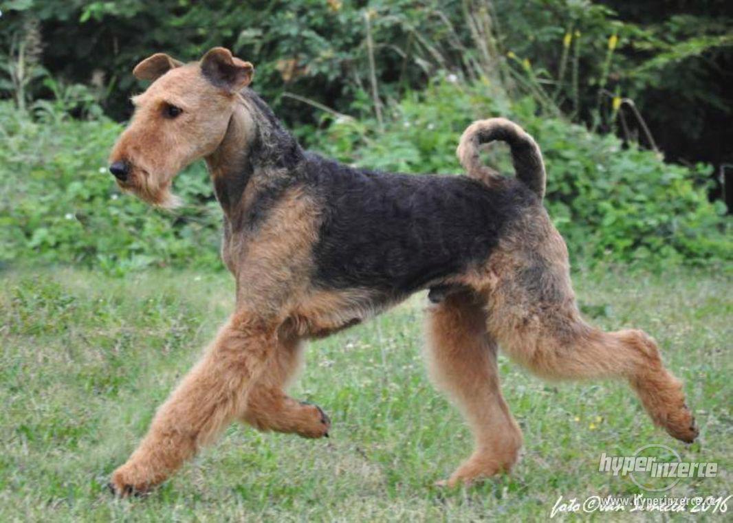 Erdelterier - airedaleterier prodám štěňata - foto 1