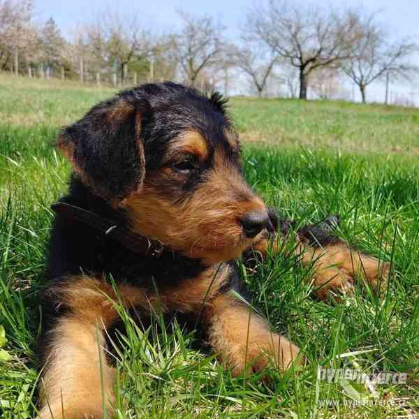 Erdelterier - airedaleterier prodám štěňata - foto 2