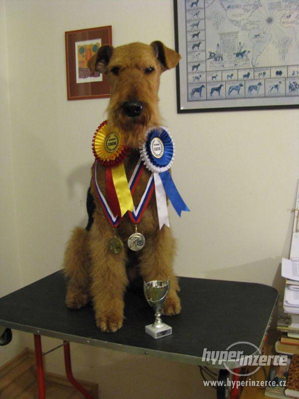 Erdelterier - airedaleterier prodám štěňata - foto 3