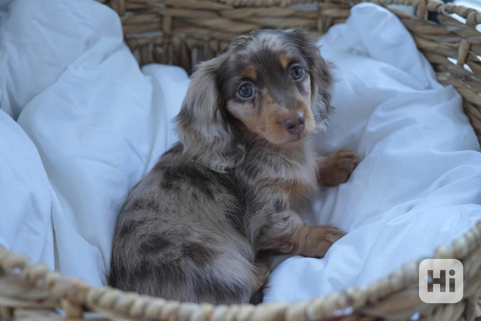 dachshund_puppiesforadoption - foto 1