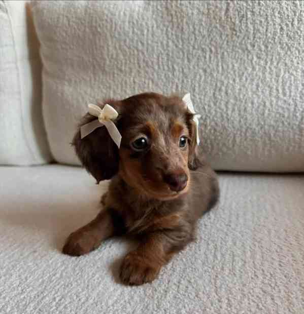 dachshund_puppiesforadoption - foto 2