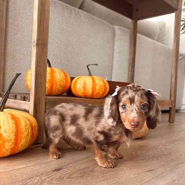dachshund_puppiesforadoption - foto 3