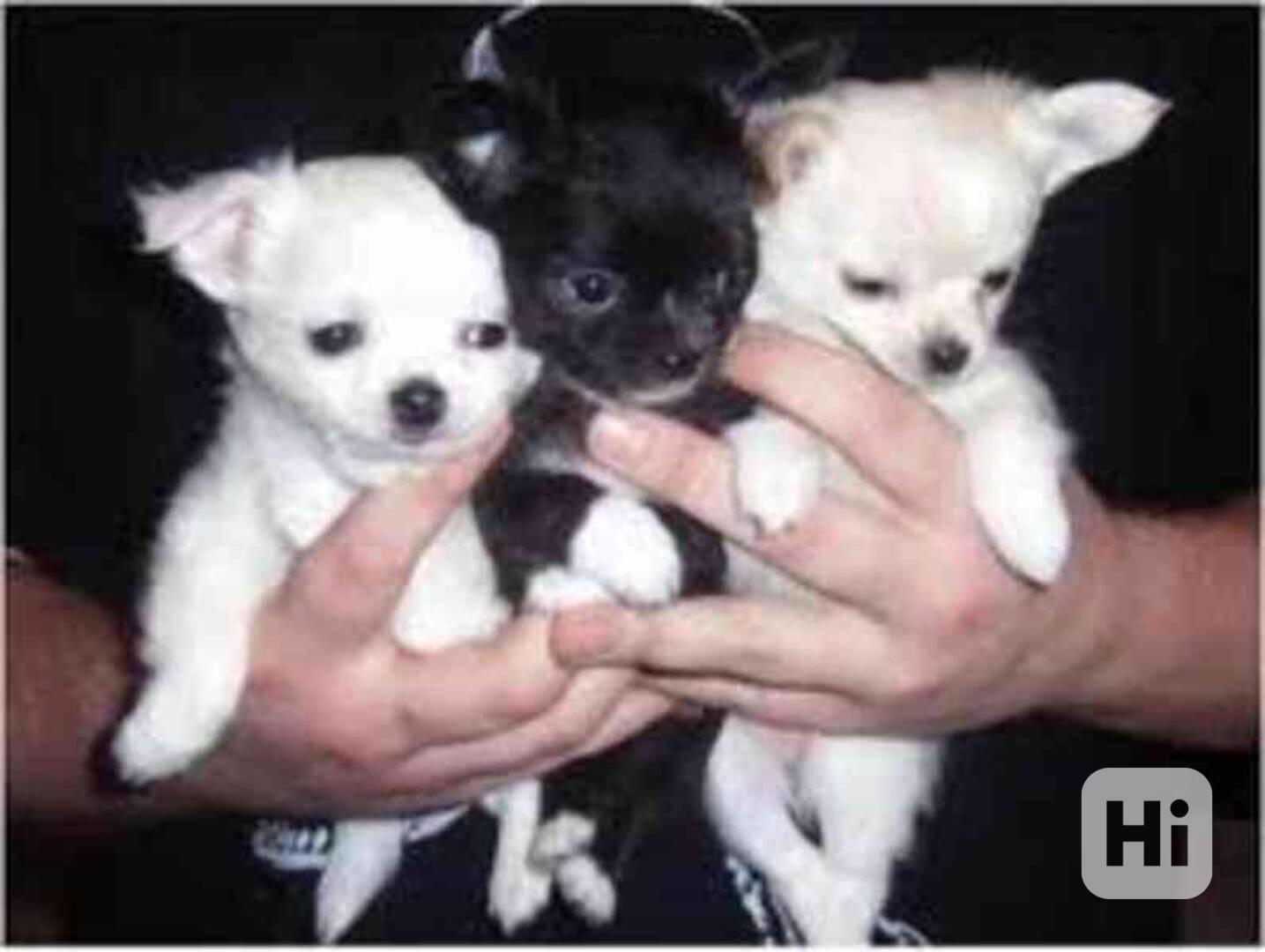 Štěňata čivav k adopci - foto 1