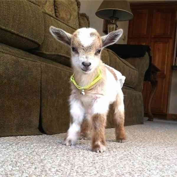 Prodám perfektní kozy!