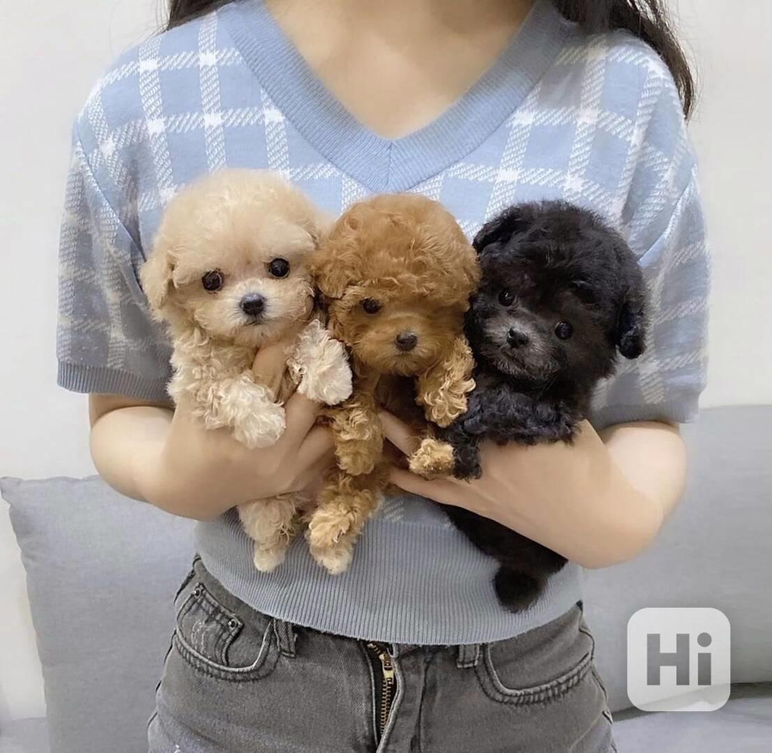 Dárek zdarma krásná štěňátka pudl k adopci zdarma   - foto 1