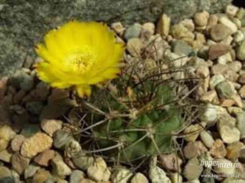 Kaktus Acanthocalycium griseum - semena - foto 1