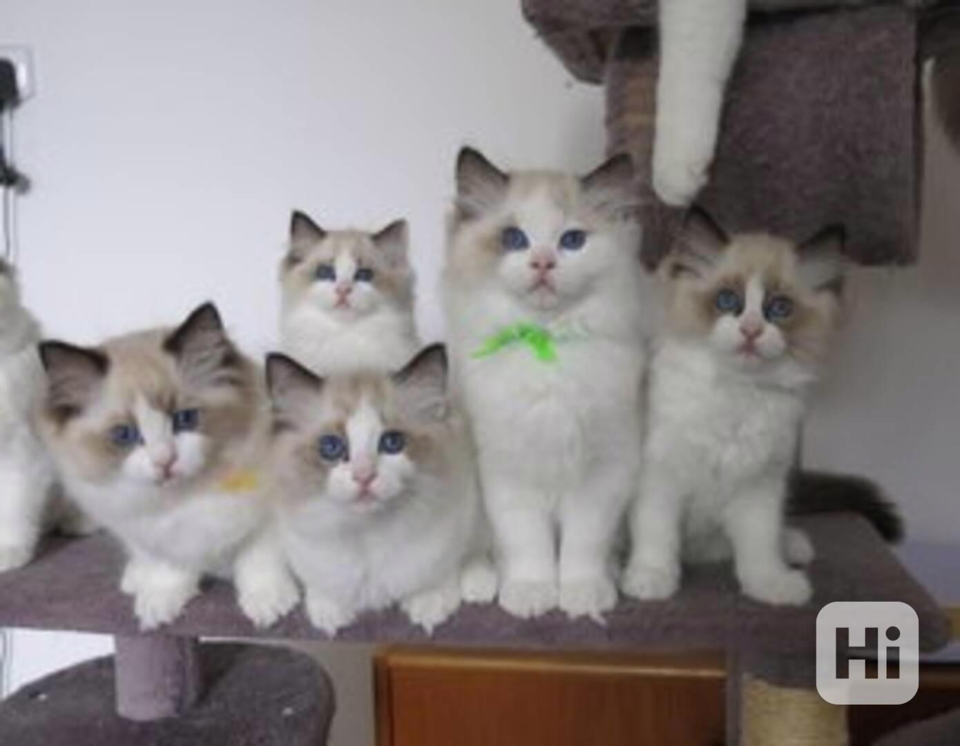 Koťata plemene Ragdoll k dispozici - foto 1