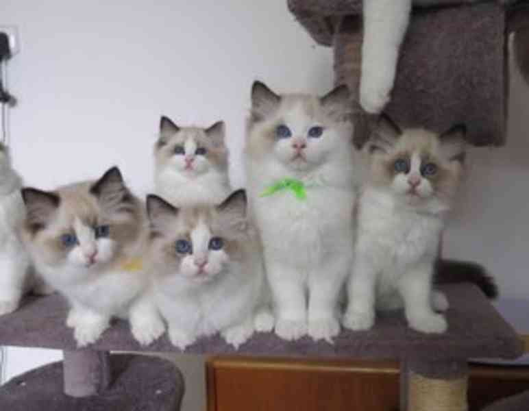 Koťata plemene Ragdoll k dispozici