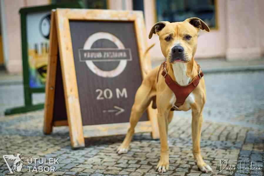 Cappuccino – sladká pauzička plná energie - foto 3