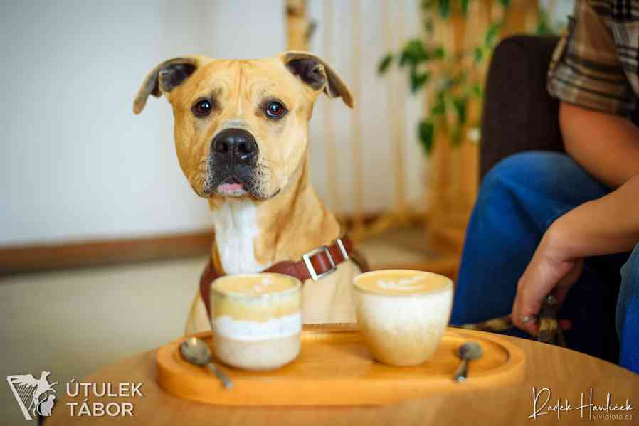 Cappuccino – sladká pauzička plná energie - foto 2