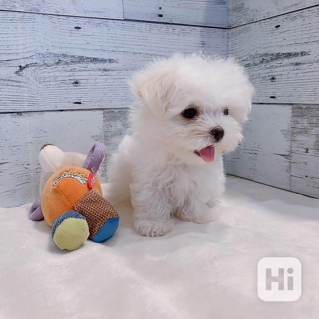 štěně maltézského psíka k adopci - foto 1