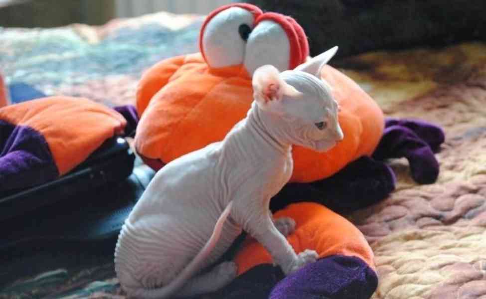 Registrovaná koťata Sphynx s pp - foto 1
