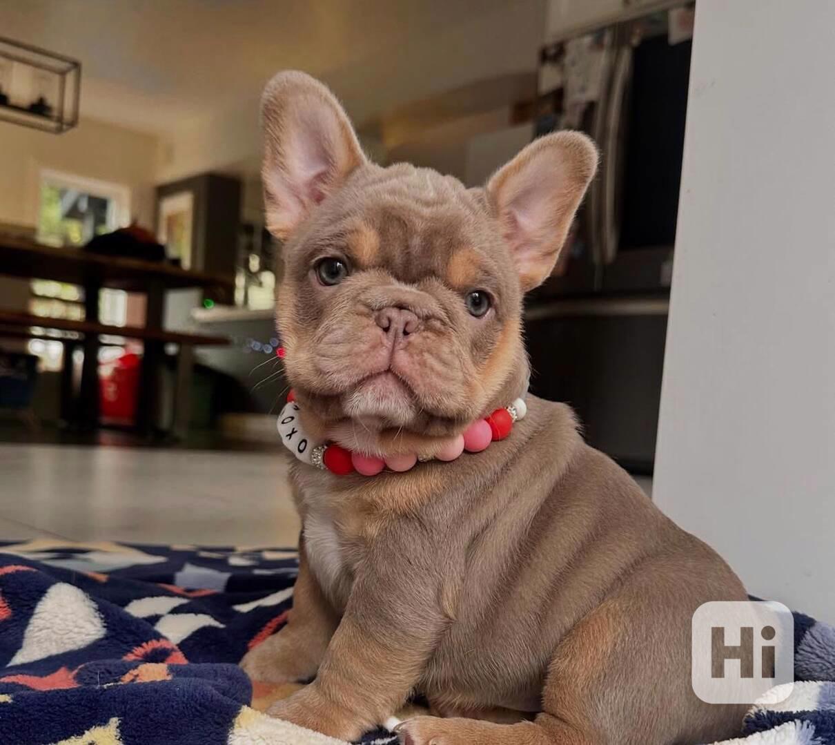 Štěňata francouzského buldočka k adopci. - foto 1