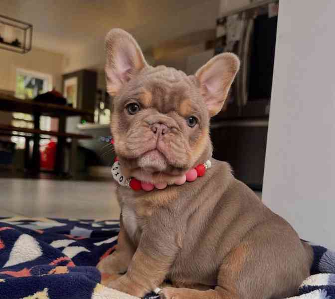 Štěňata francouzského buldočka k adopci. - foto 1