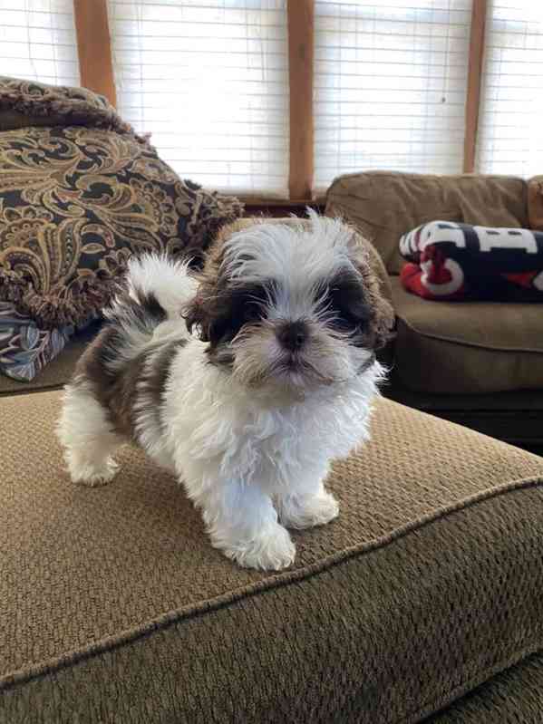 Roztomilá štěňátka Shih Tzu - foto 1