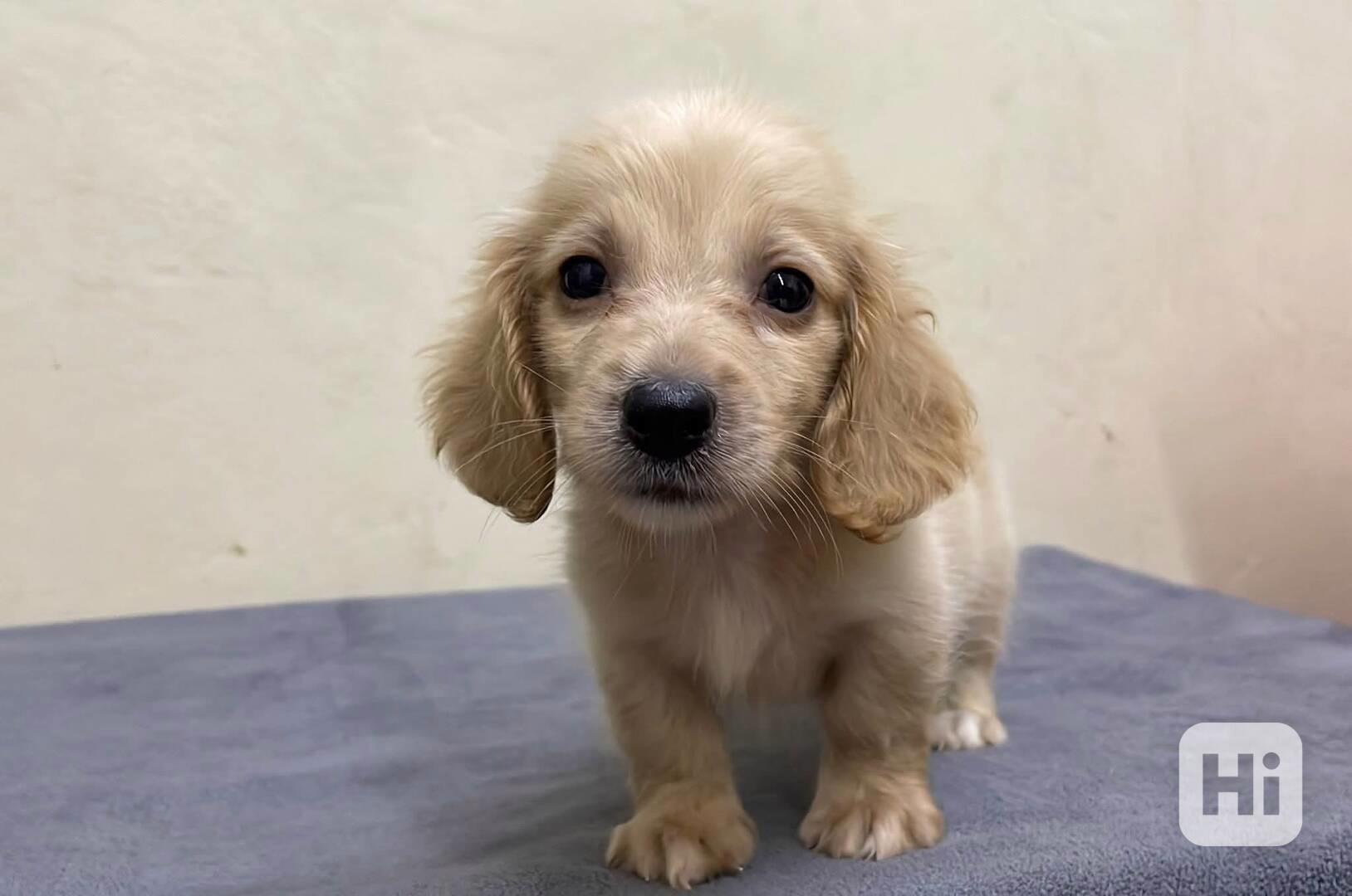 Dachshund  - foto 1