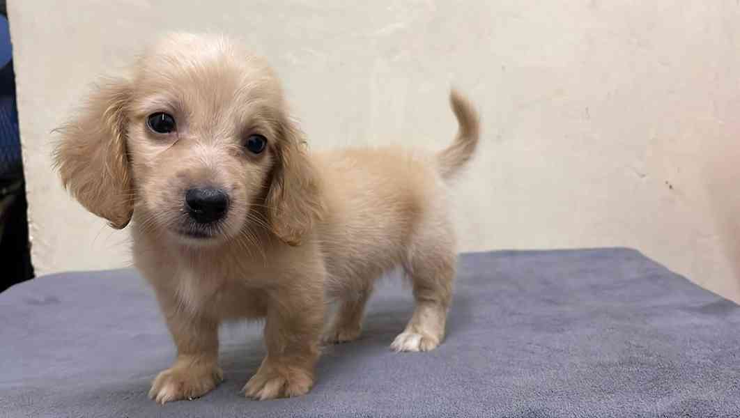 Dachshund  - foto 2