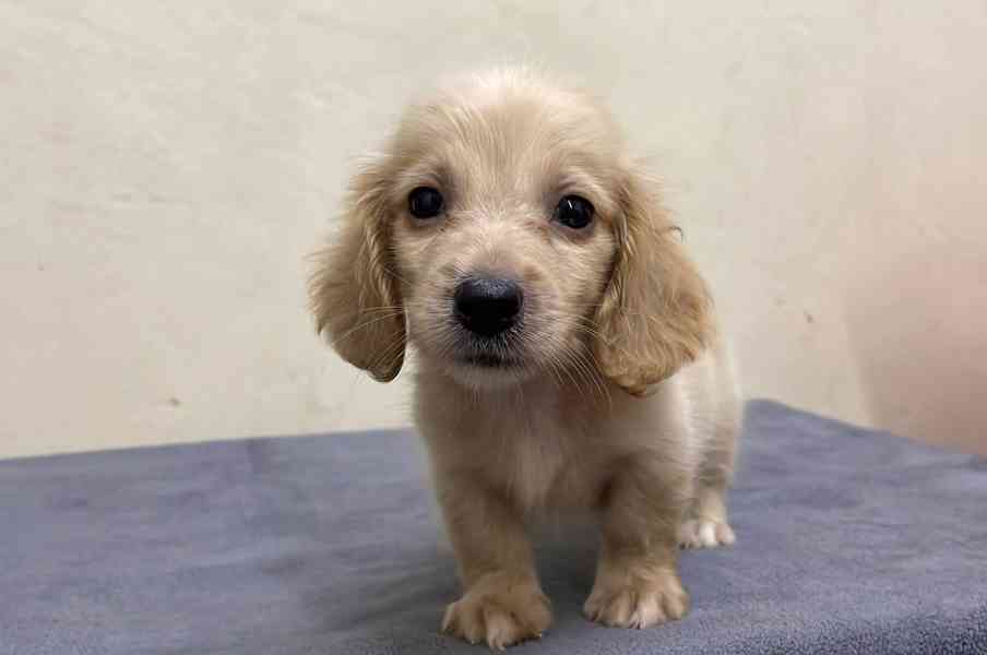 Dachshund  - foto 1