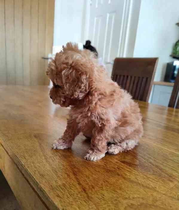 Štěňata krásného toy pudla - foto 1