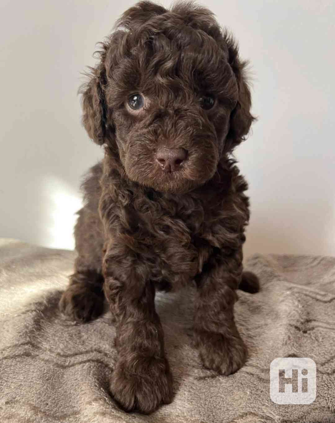 Pudl trpasličí hnědý - foto 1