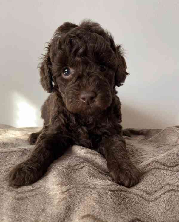 Pudl trpasličí hnědý - foto 2