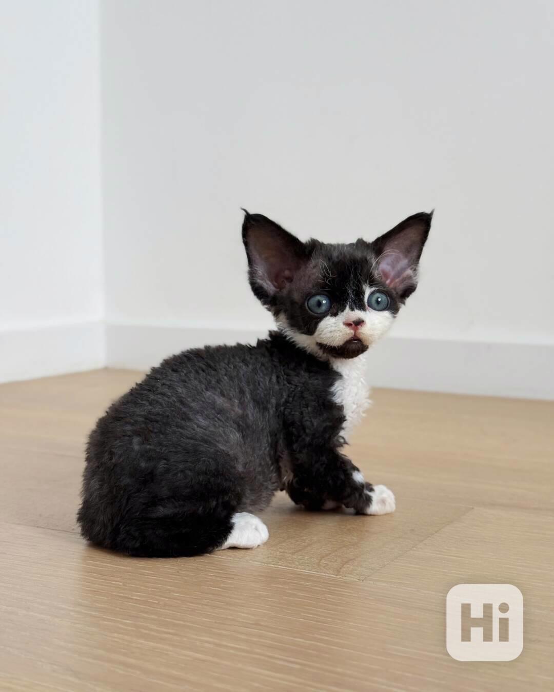  883 ✨ Krásné kotě Devon Rex - foto 1