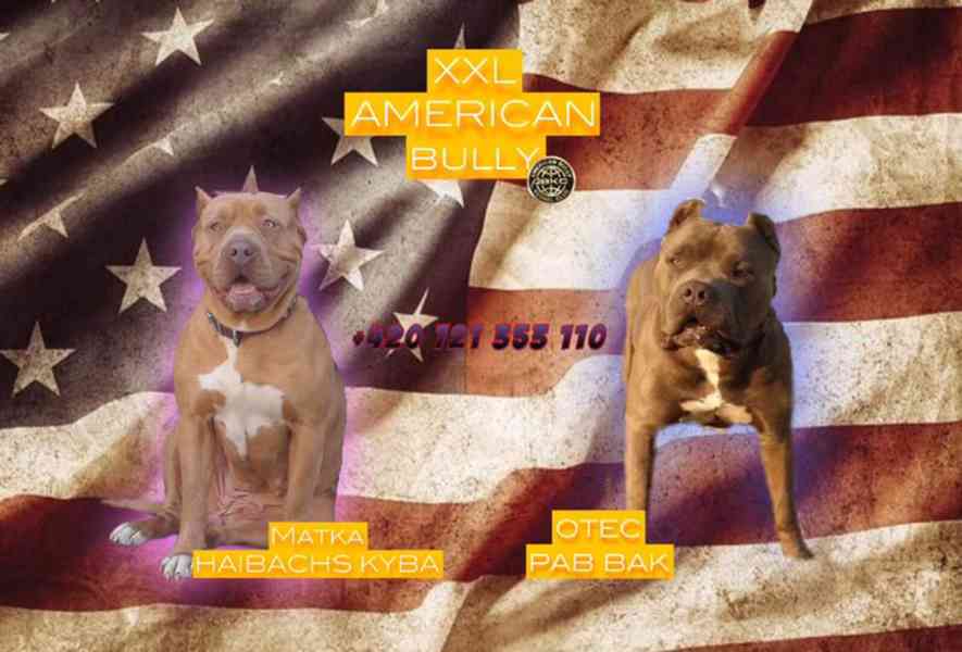 American bully XXL - samec - foto 4