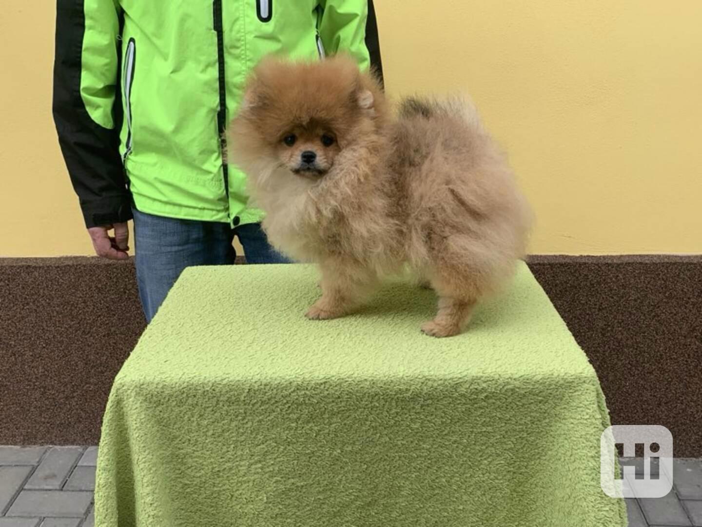 Pomeranian - foto 1