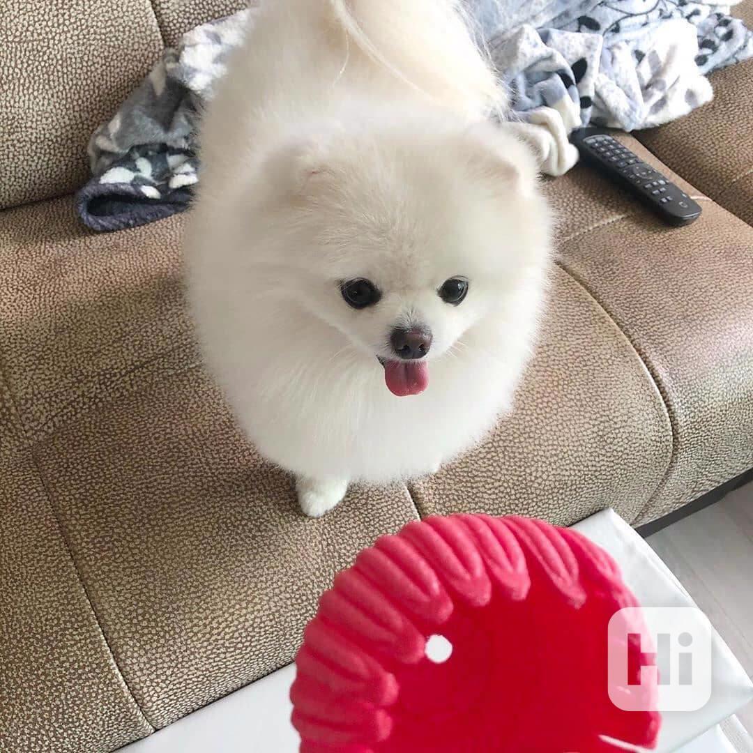 Štěňata pomeranského ovčáka - foto 1