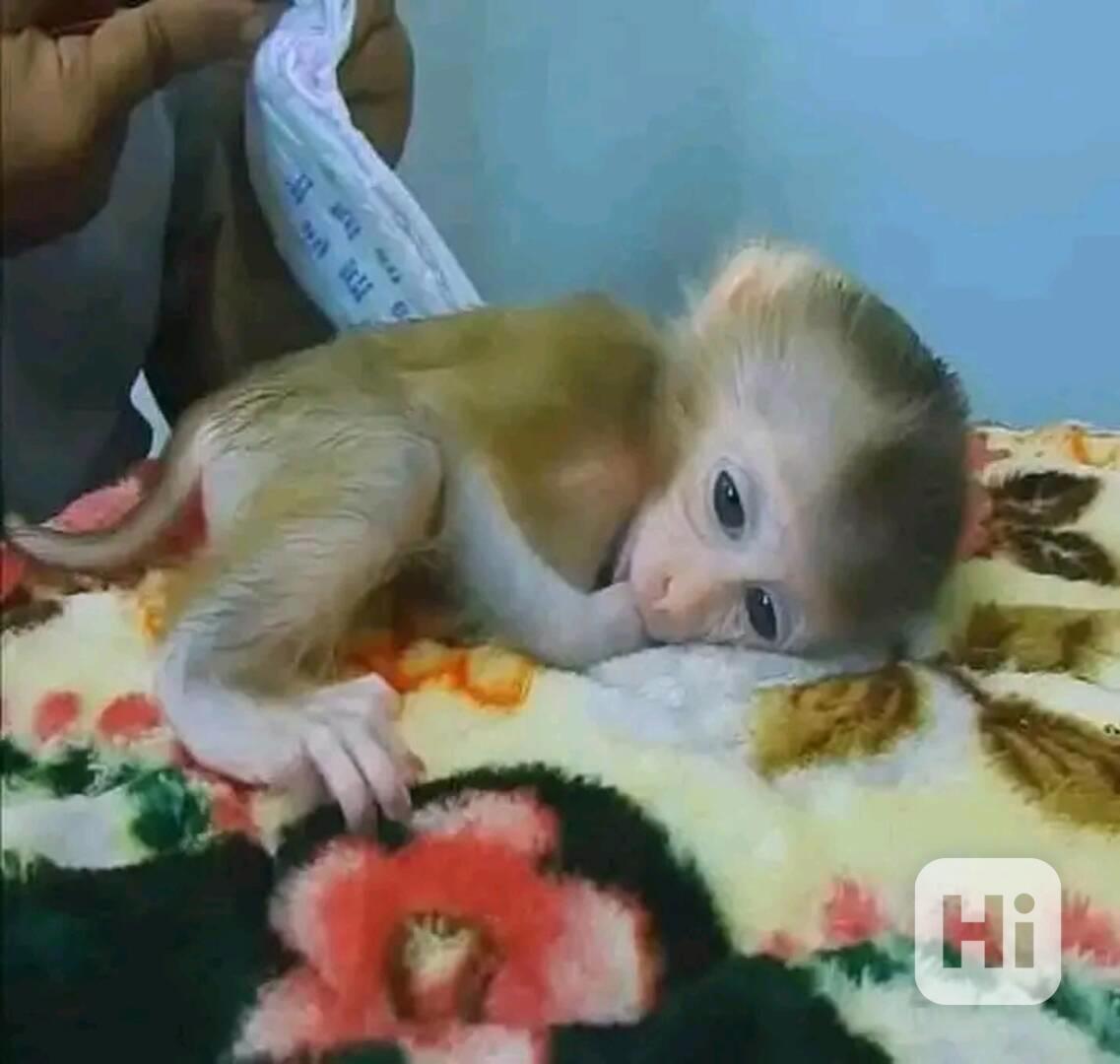  Krásný kapucín ihned k vyzvednutí    - foto 1