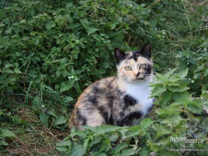 Kočičí štěstí pro Vanilku - foto 1