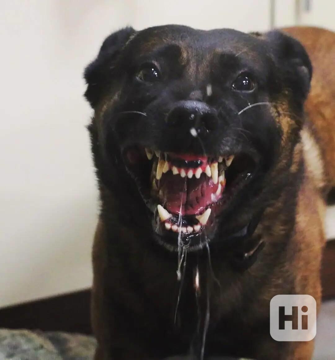 Belgický ovčák malinois s PP - foto 1