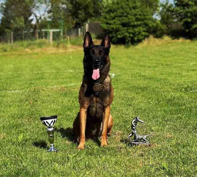 Belgický ovčák malinois s PP - foto 3