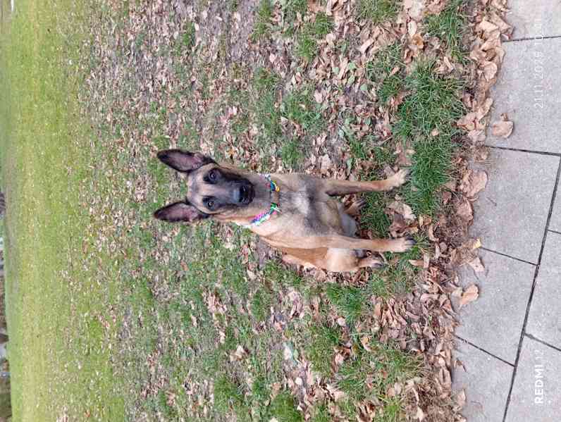Belgický ovčák malinois s PP - foto 9