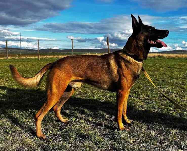 Belgický ovčák malinois s PP - foto 5