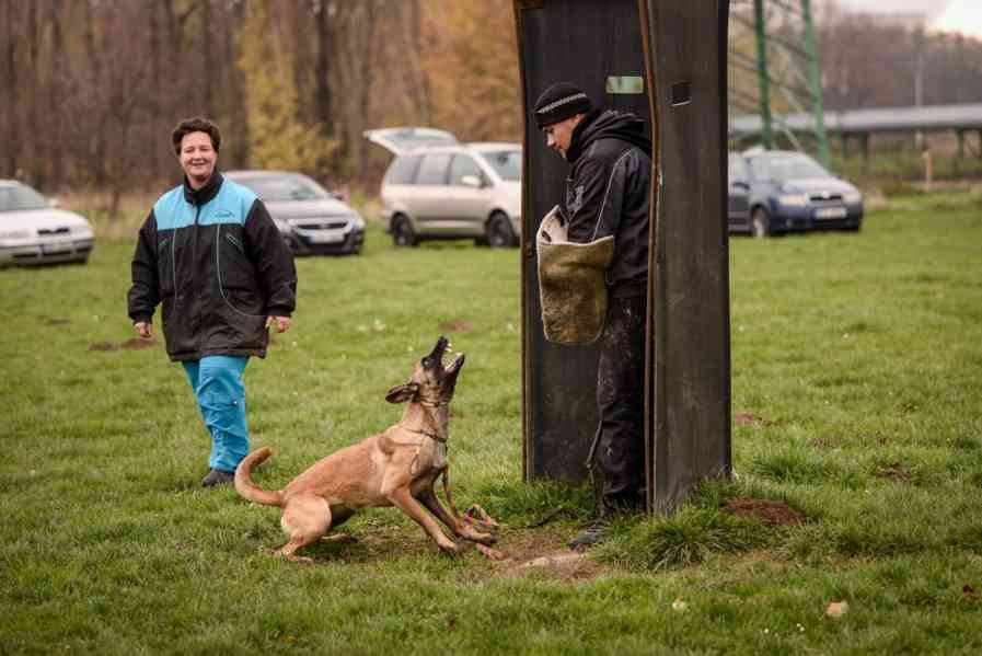 Belgický ovčák malinois s PP - foto 7