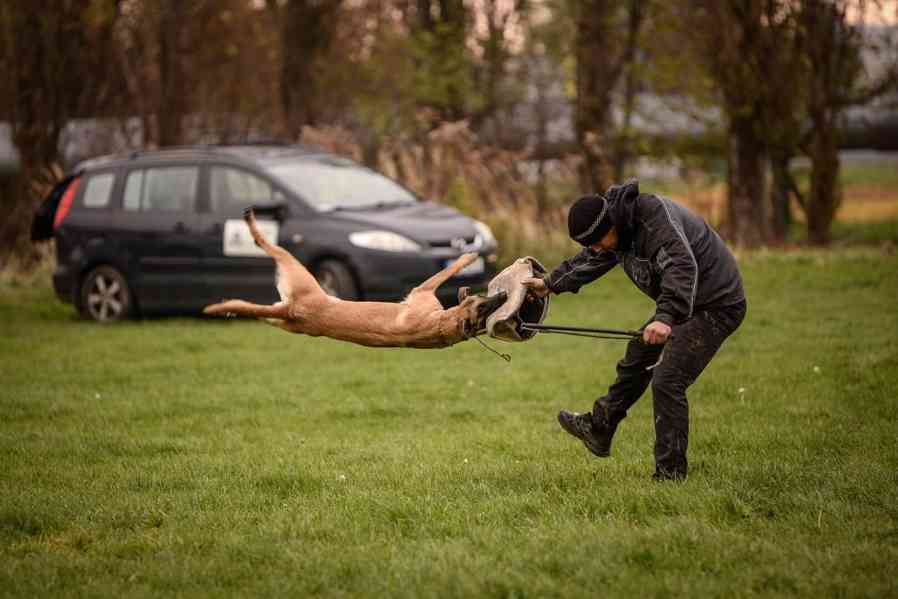 Belgický ovčák malinois s PP - foto 6