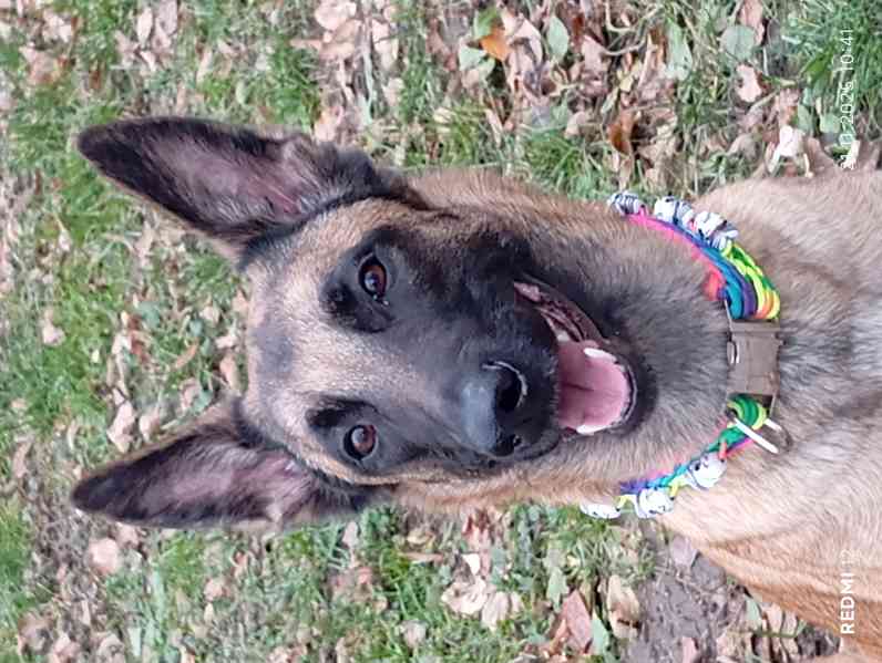Belgický ovčák malinois s PP - foto 10