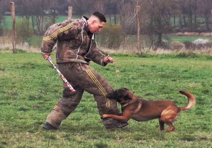 Belgický ovčák malinois s PP - foto 2