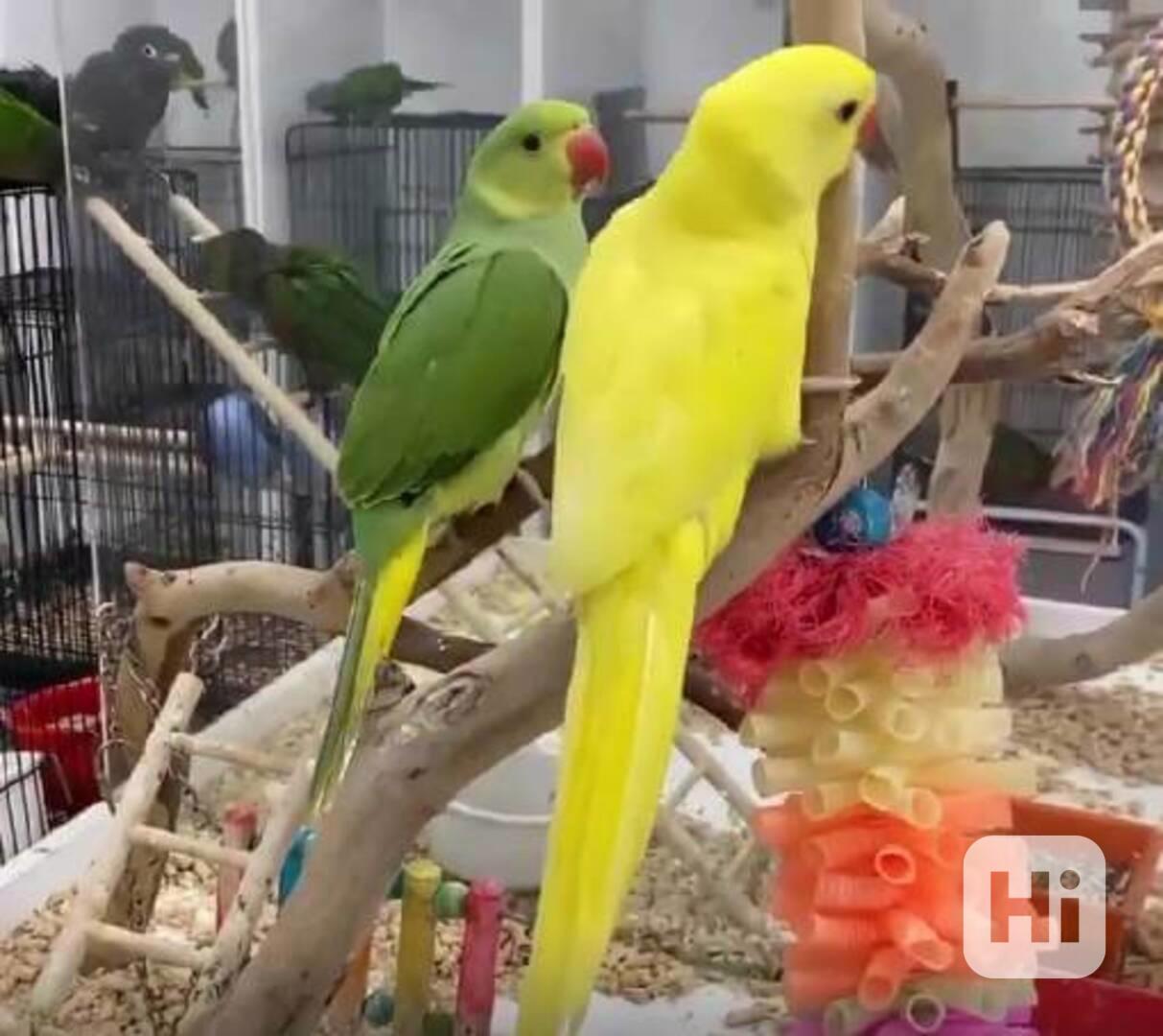 Kroužky na krk k adopci - foto 1