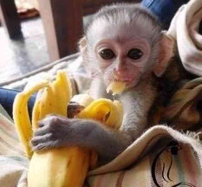 Rozkošné mládě kapucínské opice k adopci