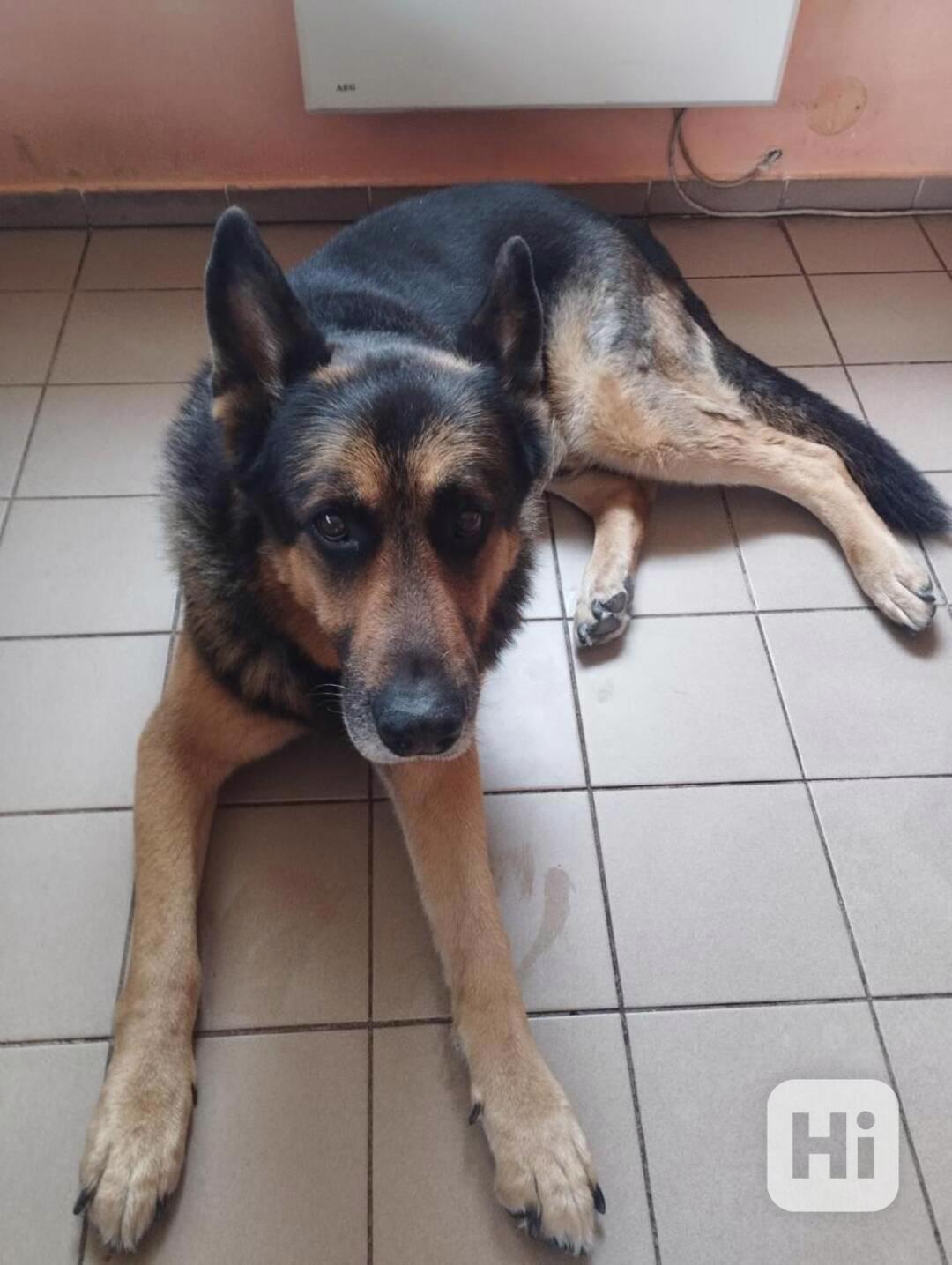 Hledá se nový domov pro BONYHO - foto 1