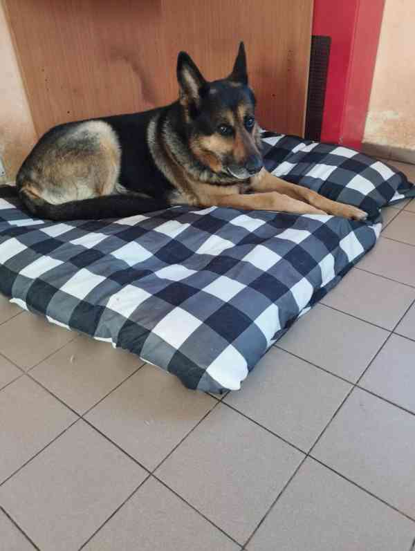 Hledá se nový domov pro BONYHO - foto 3