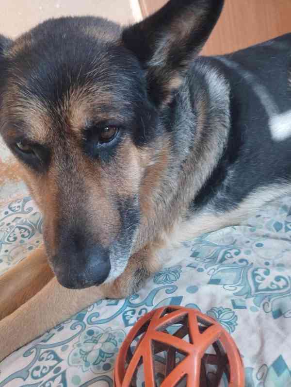 Hledá se nový domov pro BONYHO - foto 2