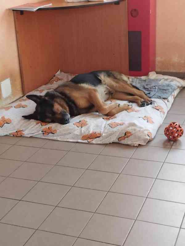 Hledá se nový domov pro BONYHO - foto 4