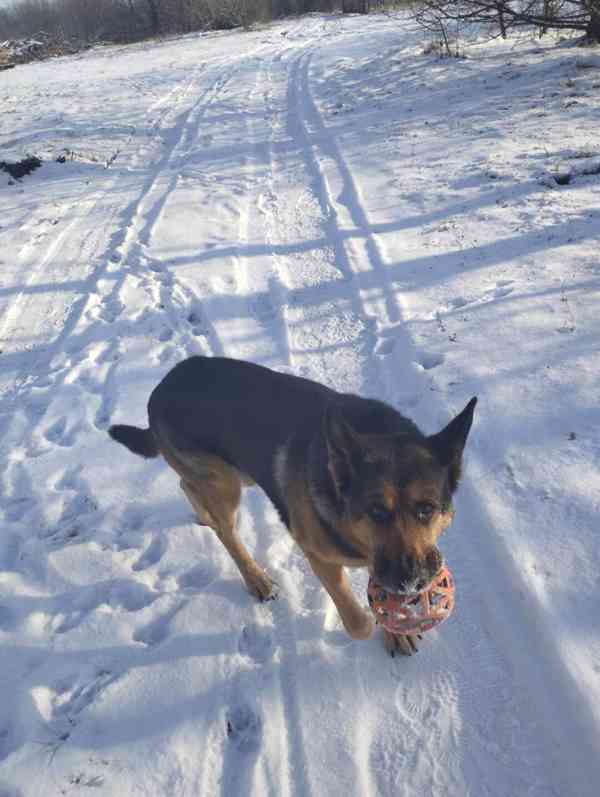 Hledá se nový domov pro BONYHO - foto 5