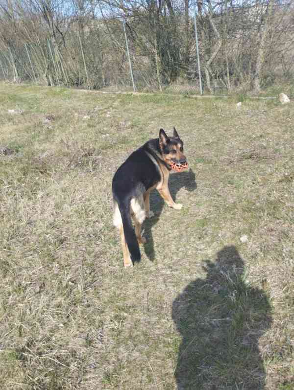 Hledá se nový domov pro BONYHO - foto 6